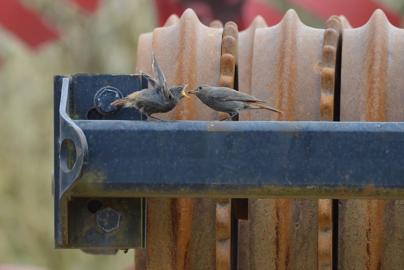 Rougequeue noir femelle nourrissant son jeune